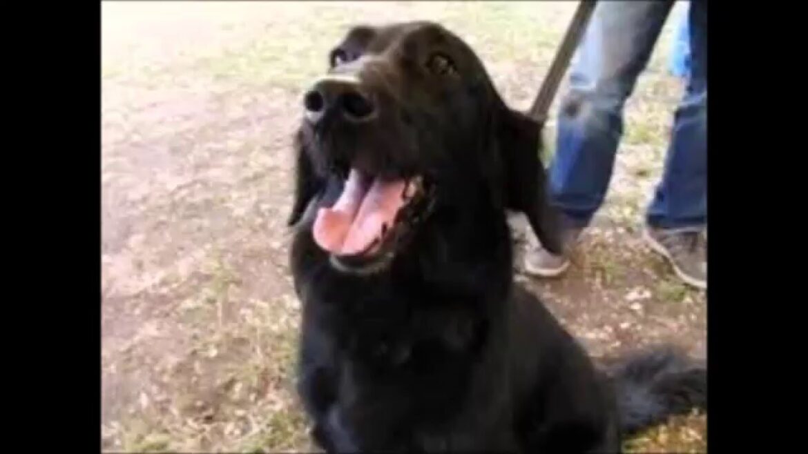 フラットコーテッドレトリバーが飼いたくなるムービー