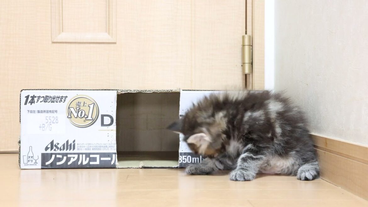 生後34日ブラウンのメインクーン子猫ジリアンちゃん2