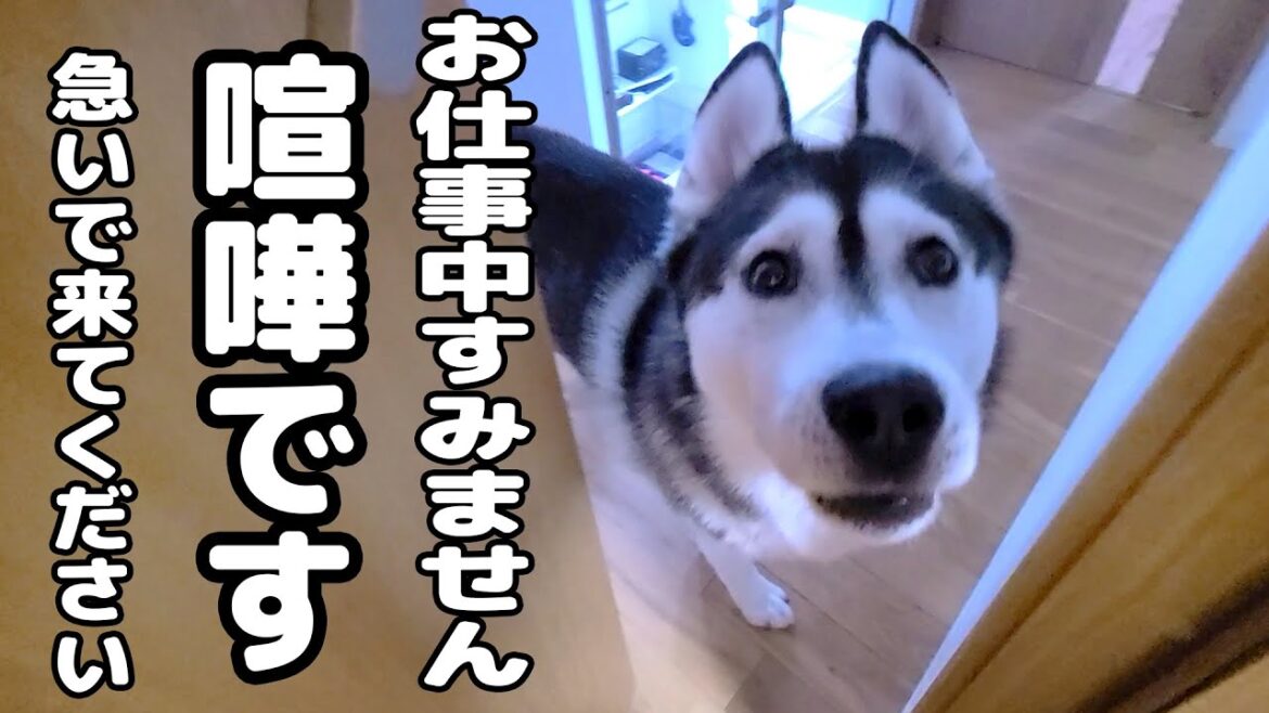 ドアの前でハスキー犬がクンクン騒いでるのでついて行ってみると...