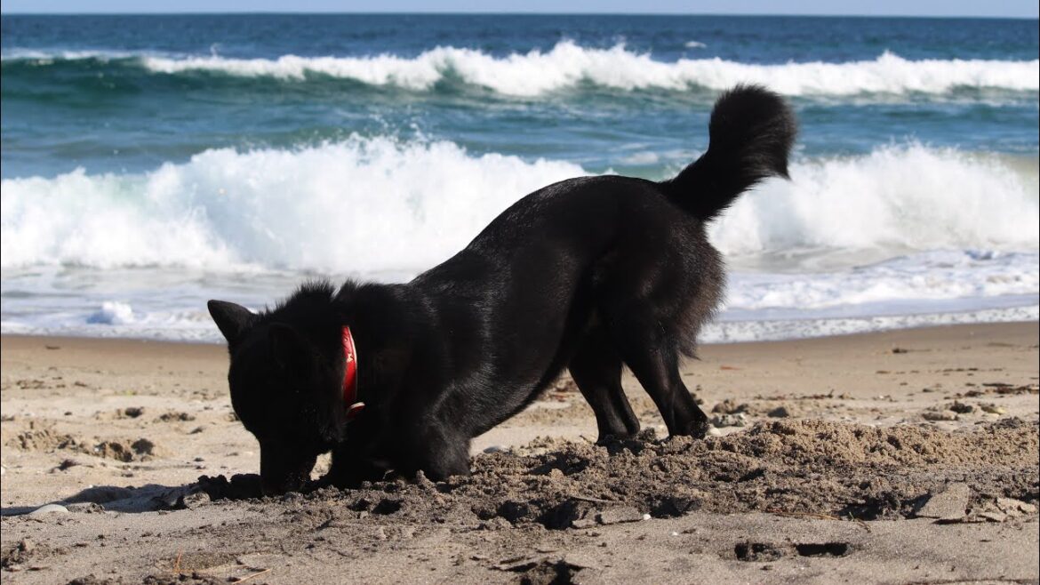 #保護犬#Riku#生後10ヶ月#ひたすら穴を掘る動画