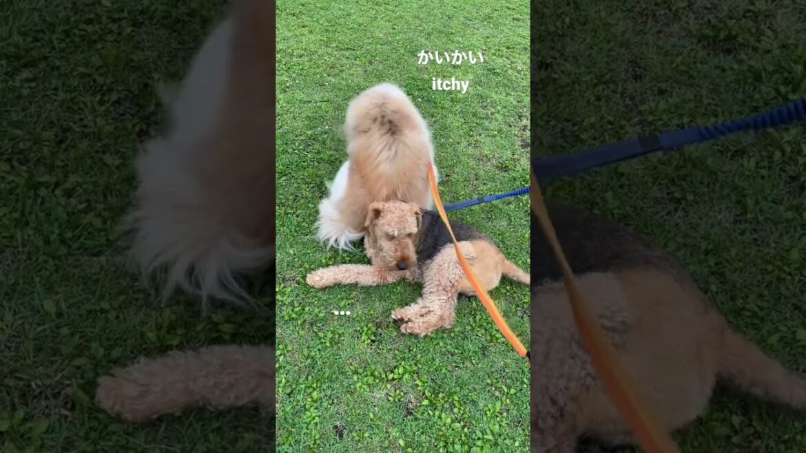 親しき仲にも礼儀あり(長毛秋田犬とエアデールテリアの場合)