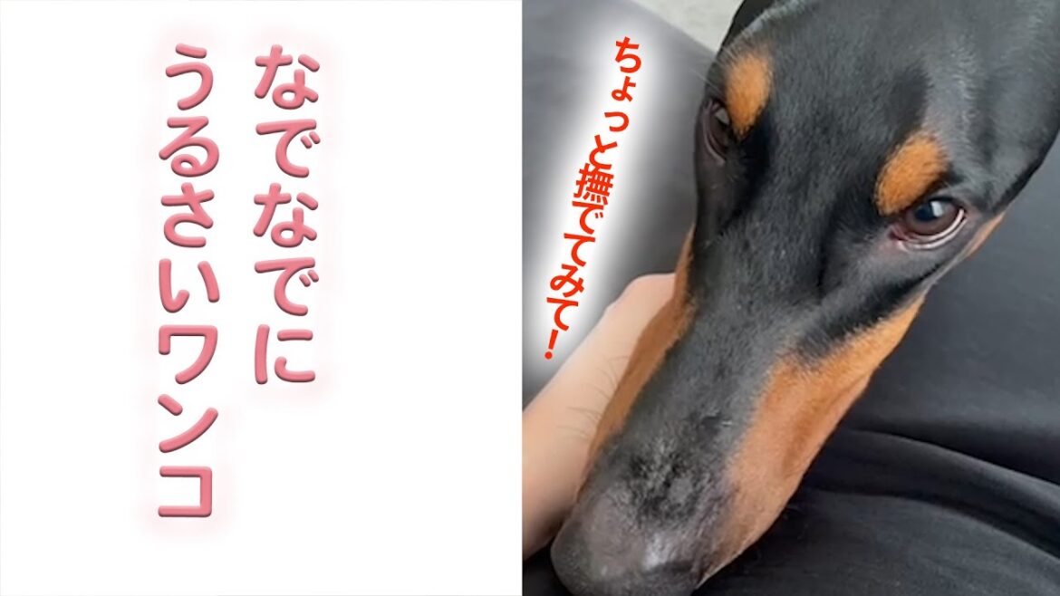 ワンコのなでなで教室｜PECO