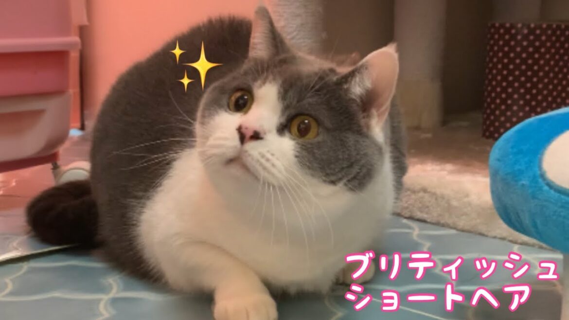 【ブリティッシュショートヘア】抱っこ嫌いな猫が可愛い[British Shorthair] Cute cats that hate hugging