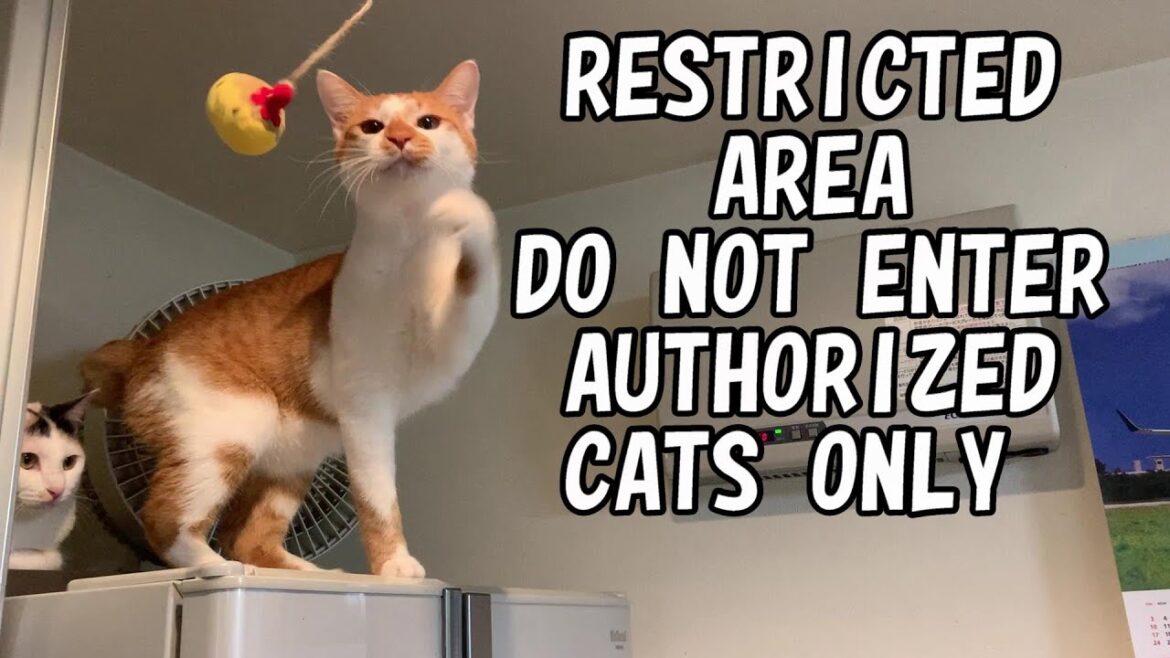 💕B010 RESTRICTED AREA_ DO NOT ENTER_ AUTHORIZED CATS ONLY【chai_and_oolong】【Japanese Bobtail 】【cat】