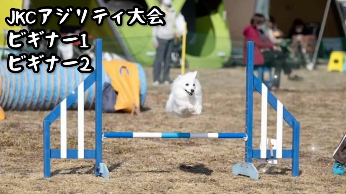 【JKCアジリティ大会】JKCデビュー戦だよ【日本スピッツ☆もち】