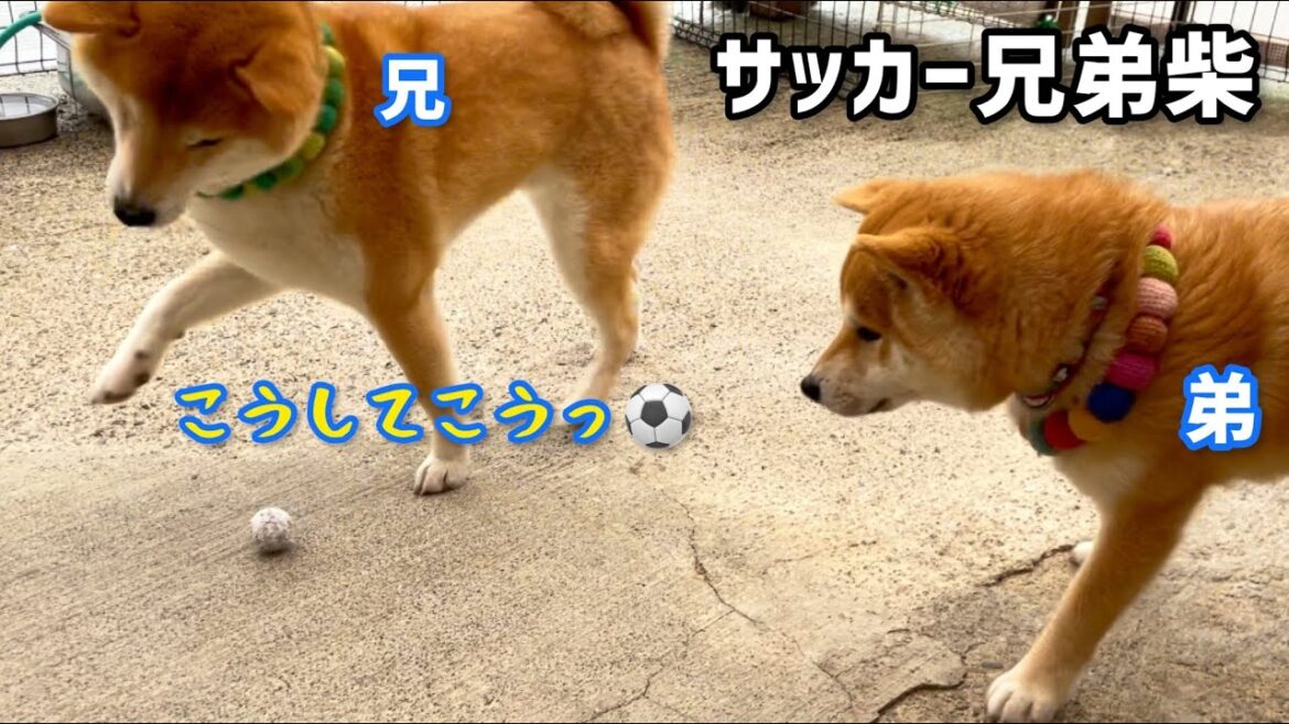 サッカーの指導をする兄柴犬と真似する子犬(巨)の柴犬兄弟が可愛い