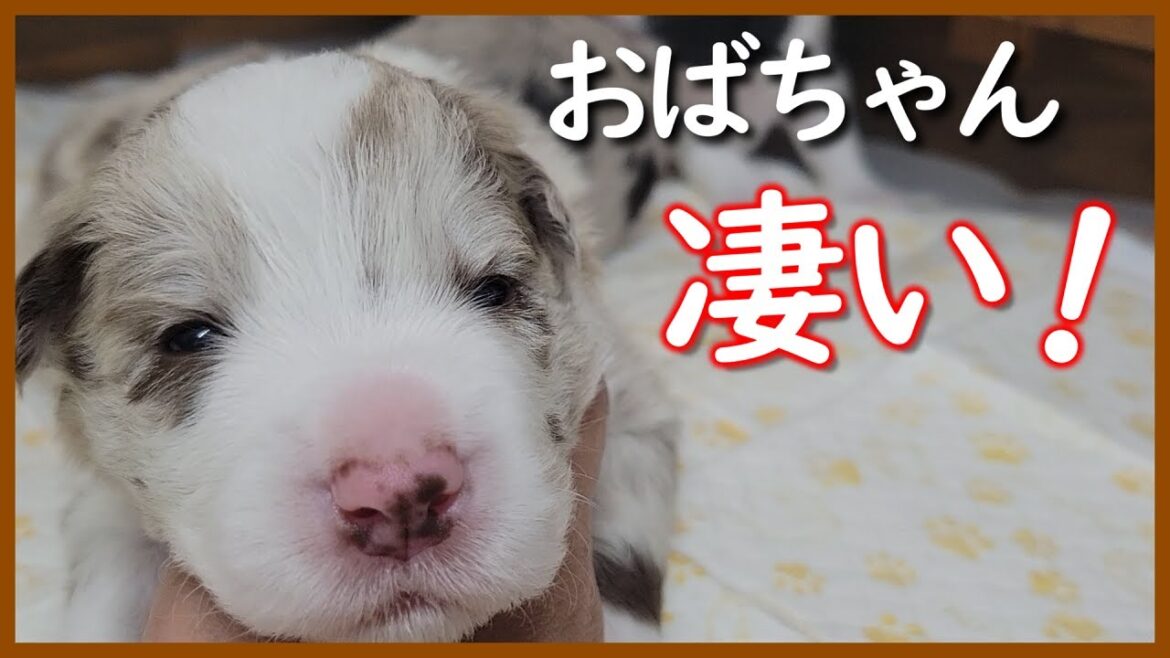 【子犬の成長】生後15日目｜初代ソフィアちゃんが快挙！【ボーダーコリー】