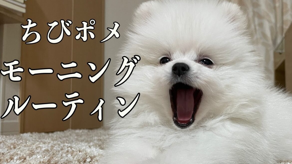 【モーニングルーティン】子犬ポメラニアンと20代女子飼い主のリアル！