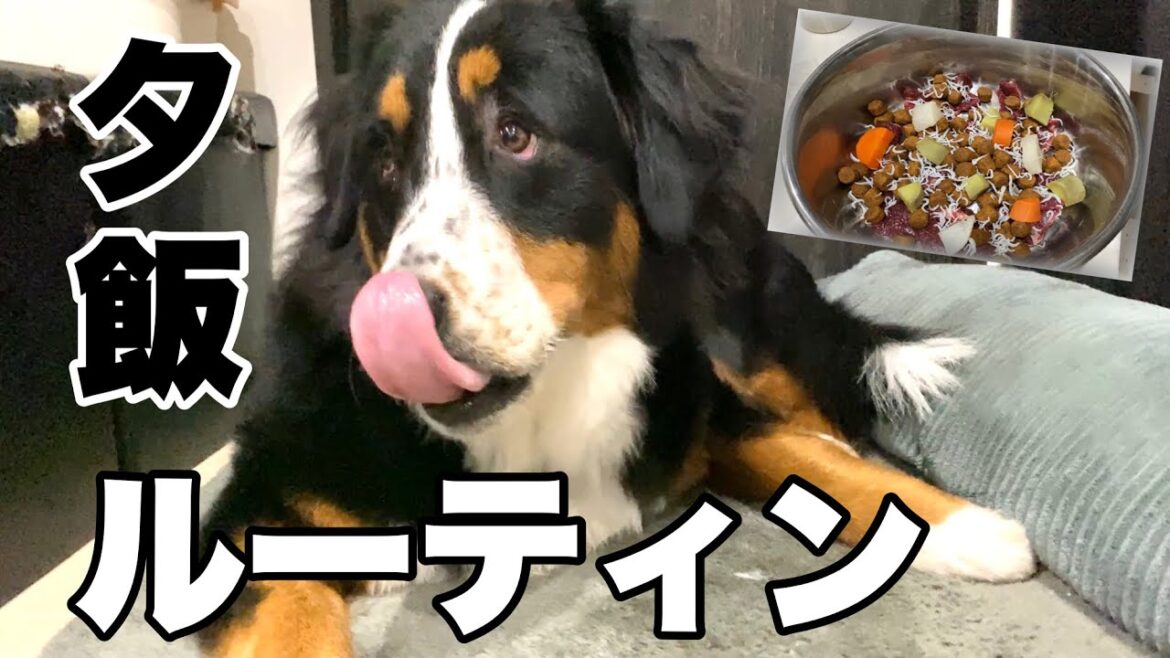 夕飯ルーティン！あっという間に完食するバーニーズマウンテンドッグのベル　大型犬　1歳1ヶ月