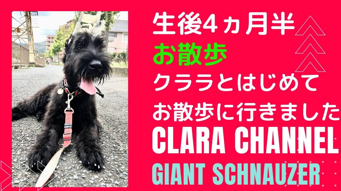 【大型犬　子犬】はじめてのお散歩です【giant schnauzer】ジャイアントシュナウザー