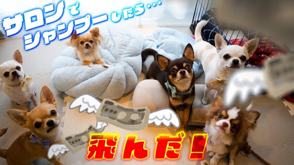 チワワ６頭をサロンでシャンプーしたら諭吉が飛んだｗｗｗ