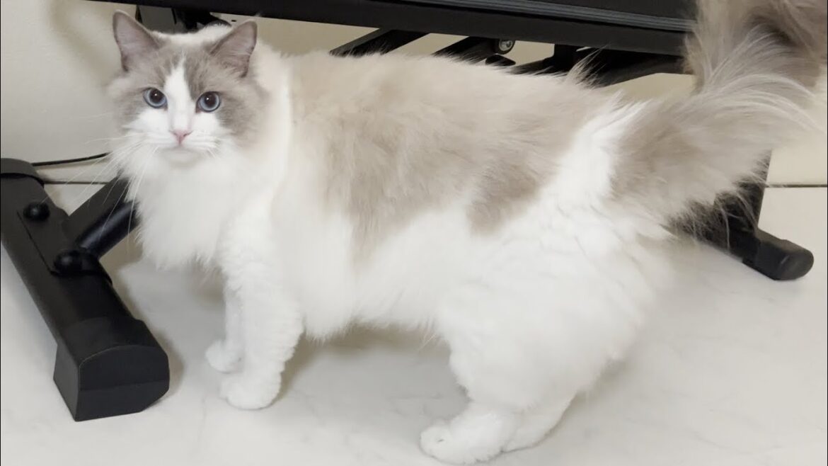 いたずら大好きなラグドール猫を叱ったら逆ギレされて噛みつかれました…【かわいい】 いたずら大好きなラグドール猫を叱ったら逆ギレされて噛みつかれました…【かわいい】