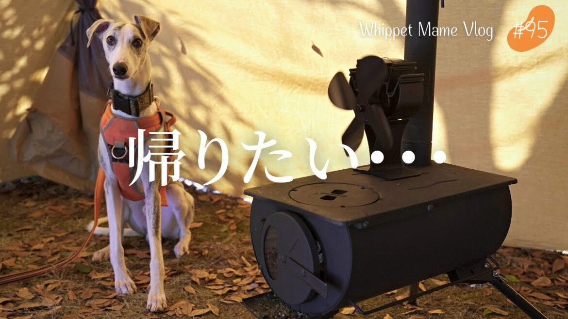 過酷な環境のキャンプが辛くて帰りたい愛犬のウィペット #95 過酷な環境のキャンプが辛くて帰りたい愛犬のウィペット #95
