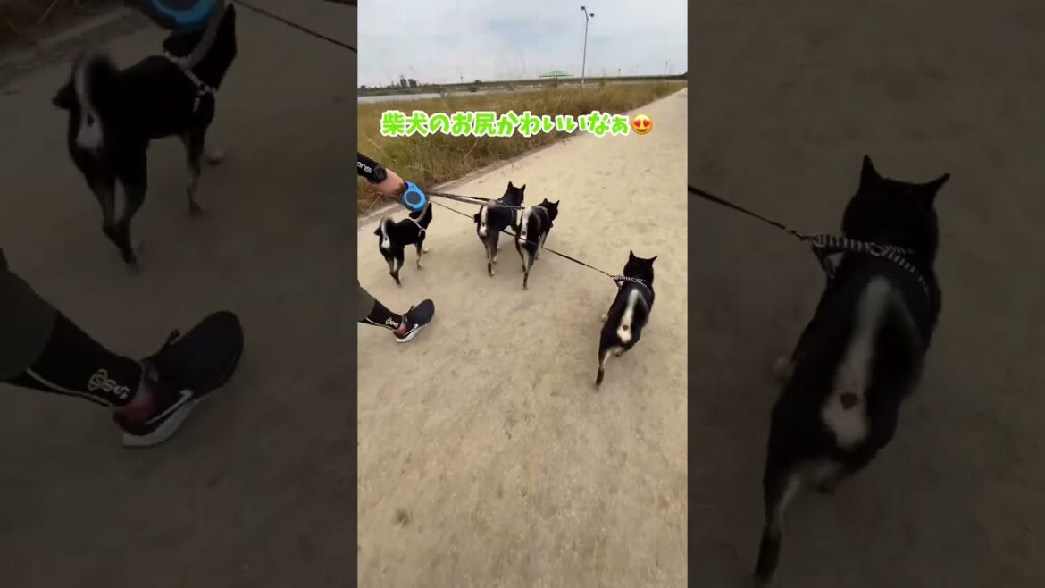おしりがカワイイ柴犬