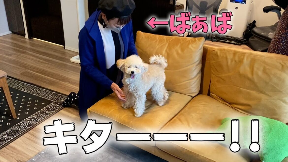 バァバに初対面で大興奮！飛び跳ねまくりのトイプードル子犬