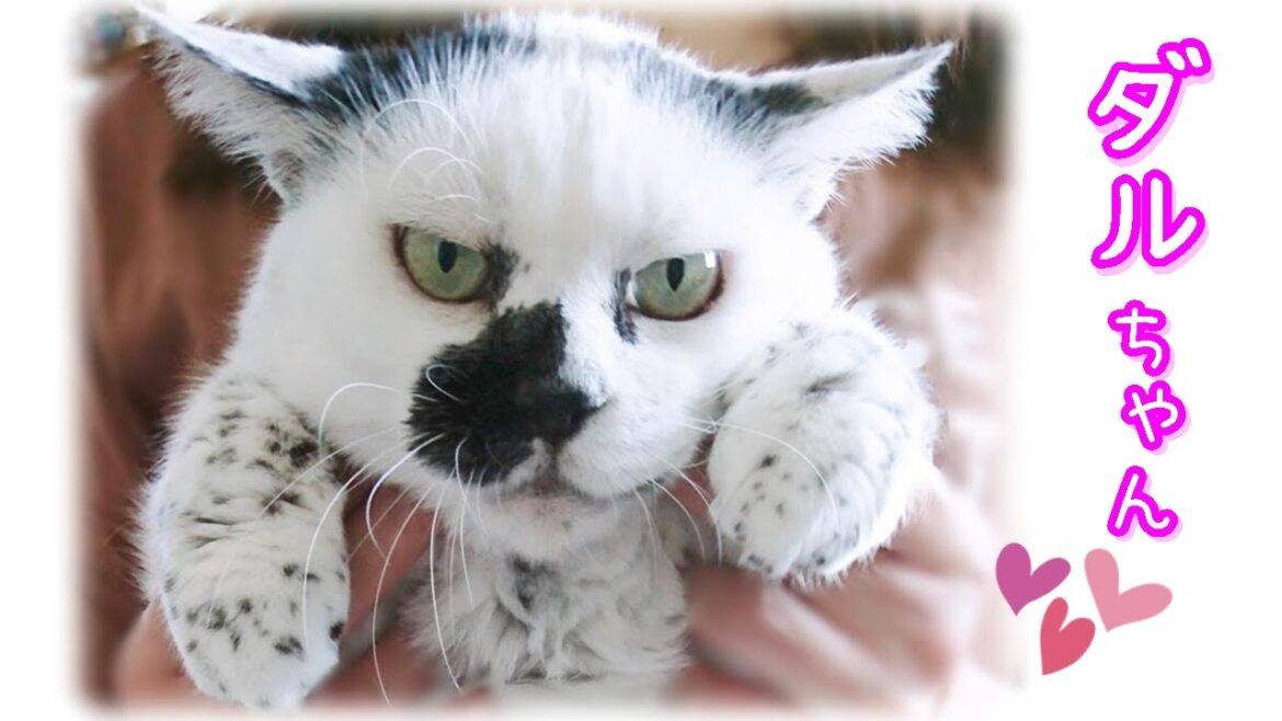 世にも珍しいダルメシアン柄の猫ダルちゃん