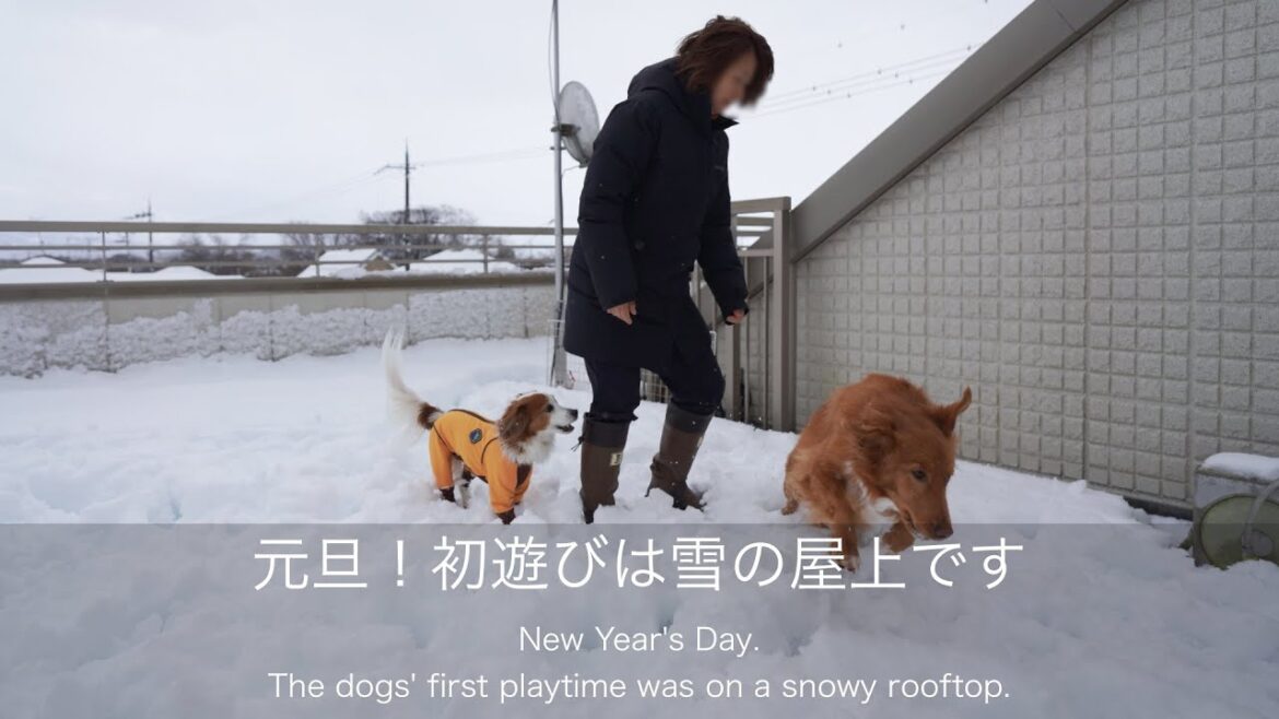 【元旦2022】初遊びは雪の屋上ドッグランです!?コーイケルホンディエのテラとノバスコシアダックトーリングレトリバーのピコとの暮らし 【元旦2022】初遊びは雪の屋上ドッグランです!?コーイケルホンディエのテラとノバスコシアダックトーリングレトリバーのピコとの暮らし