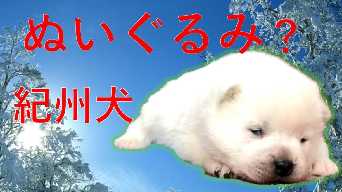 ぬいぐるみの様に可愛い紀州犬の仔犬。Kishu dog puppy【Samurai dog TV】