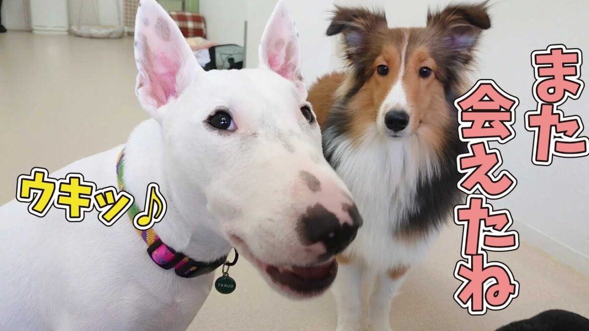 ミニチュアブルテリア”てるおくん”と、シェルティ”ももちゃん”の再会 🐶ひみつきちなう!#1🐶  (チワワ トイプードル ビションフリーゼ ボストンテリア  マルチーズ) 2020年10月26日 ミニチュアブルテリア”てるおくん”と、シェルティ”ももちゃん”の再会 🐶ひみつきちなう!#1🐶  (チワワ トイプードル ビションフリーゼ ボストンテリア  マルチーズ) 2020年10月26日