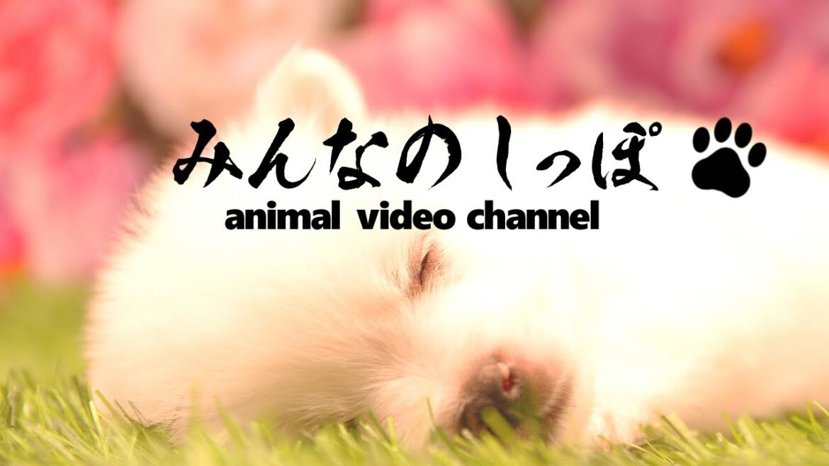 みんなのしっぽ＃6 子犬動画【日本スピッツ】（ Best Dog Videos - Japanese Spitz ）