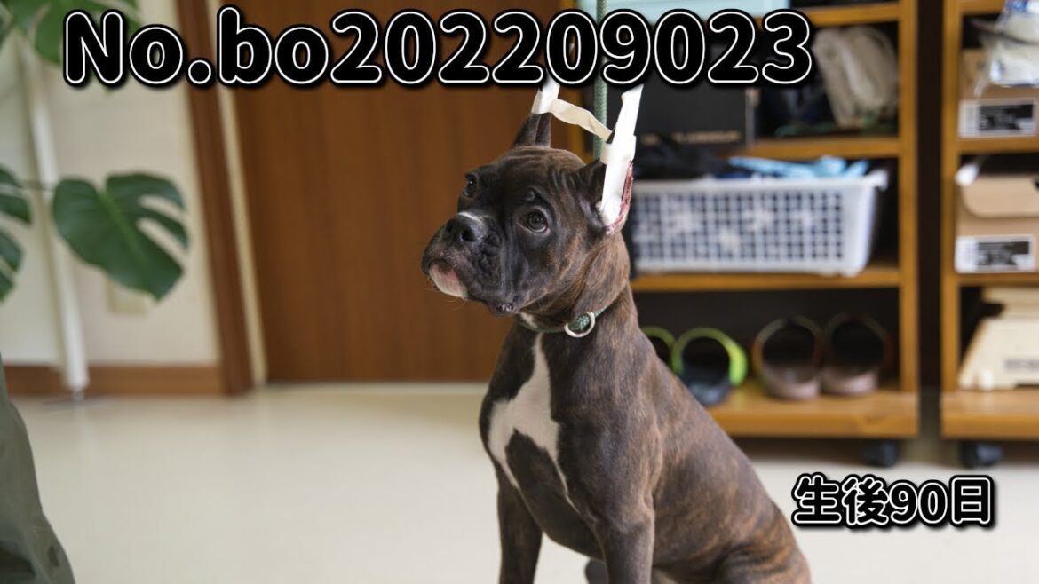 ボクサー犬の子犬販売 No.bo202209023 静岡県浜松市のブリーダー 2022年9月2日生 12月1日現在 ボクサー犬の子犬販売 No.bo202209023 静岡県浜松市のブリーダー 2022年9月2日生 12月1日現在