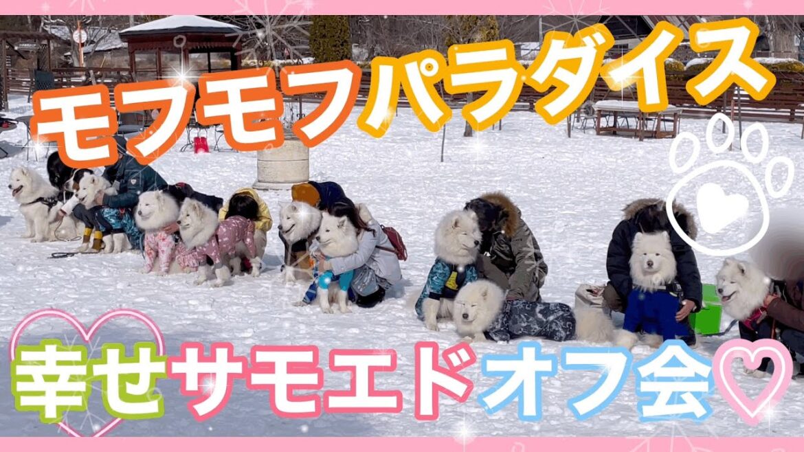 サモエド大集合♡♡ミール、山梨の雪原で初めてのオフ会(о´∀`о)♪✨ サモエド大集合♡♡ミール、山梨の雪原で初めてのオフ会(о´∀`о)♪✨