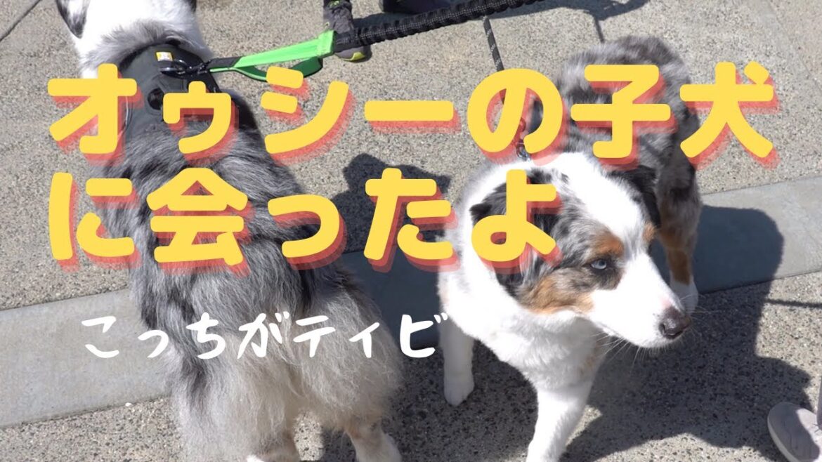 ファーマーズマーケットに来た犬【Australian Shepherd】オーストラリアンシェパード ファーマーズマーケットに来た犬【Australian Shepherd】オーストラリアンシェパード