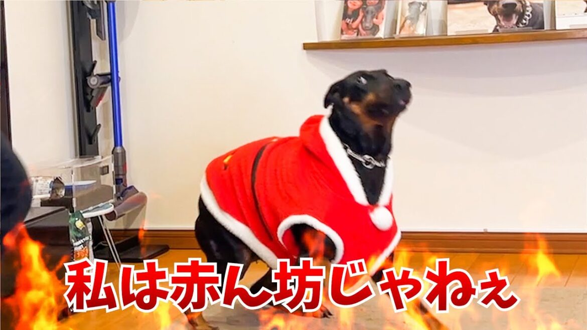 飼い主の赤ちゃん扱いに不服な態度のドーベルマン