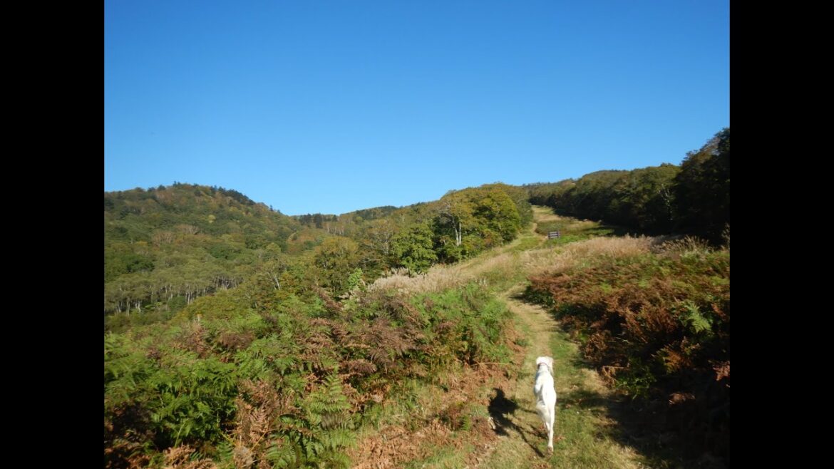 サルーキと歩く秋の戸隠♪（Saluki)