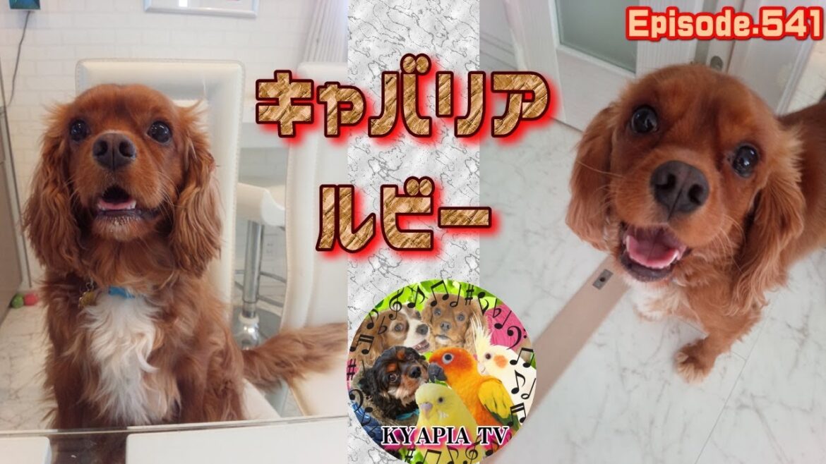 温厚な性格？キャバリア・ルビー（アン）の魅力541 Cavalier King Charles Spaniel・RUBY