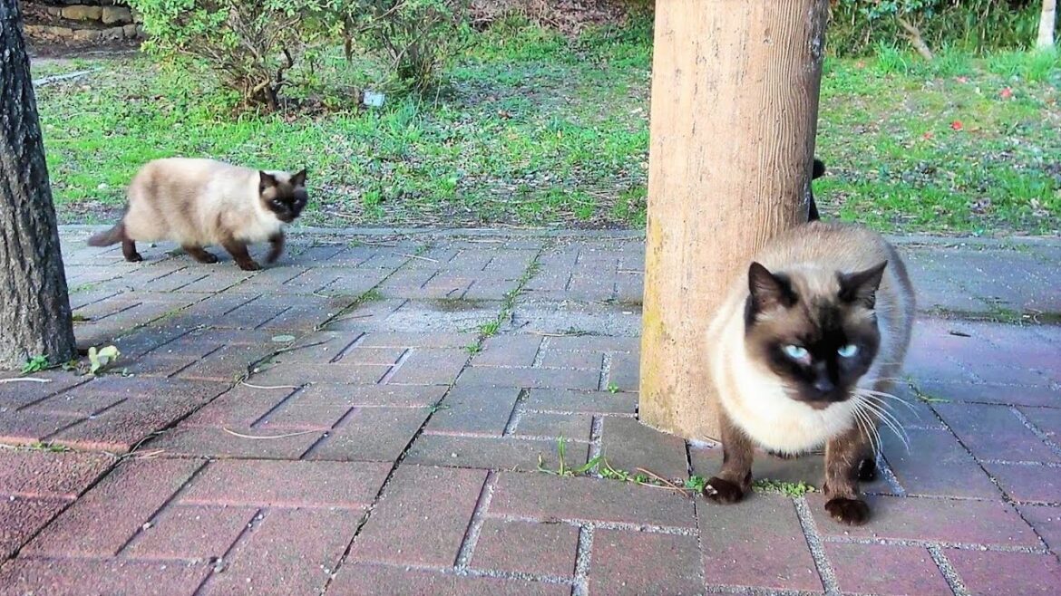 再び野良シャム猫の様子を見に行ったら今度は２匹揃って近寄って来た