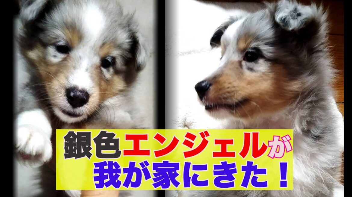 【シェルティお迎え】ブルーマールの子犬が我が家に！１１ヶ月までの成長記録＃シェットランドシープドッグ＃Sheltie ＃ブルーマール Growth record up to 11 months