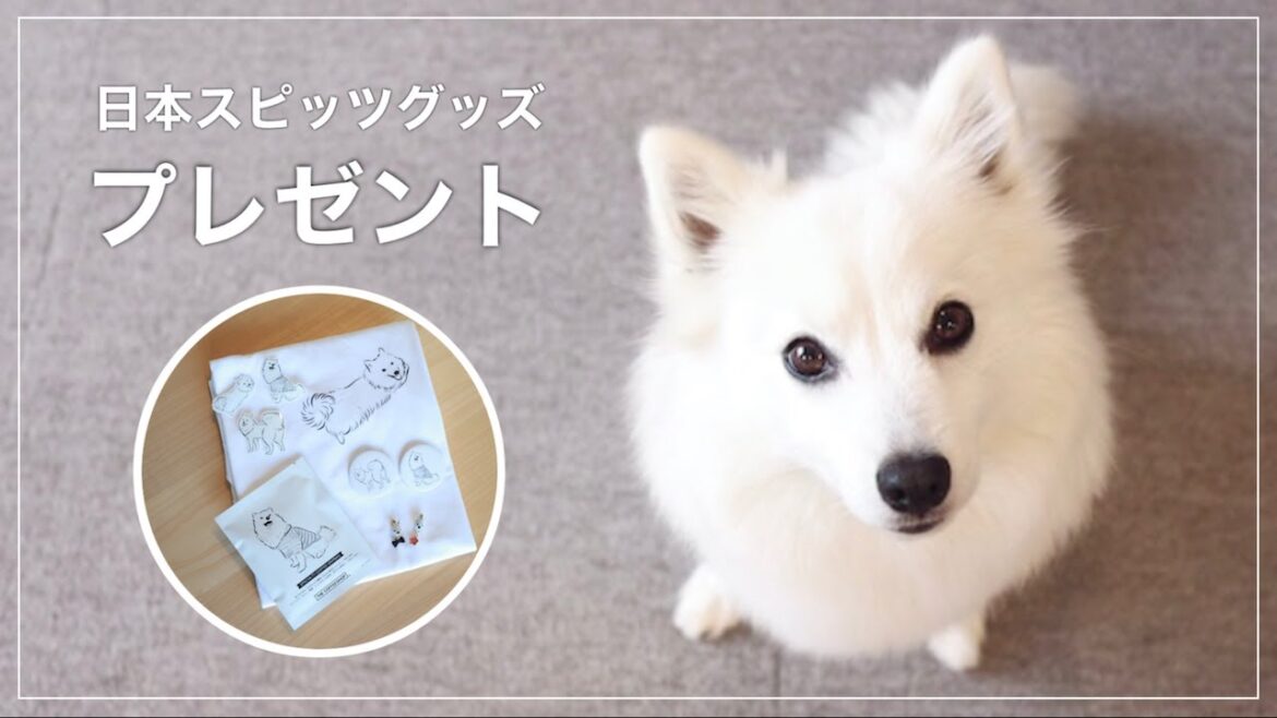 【プレゼント企画】3000人ありがとう！かわいい日本スピッツグッズをプレゼントします！