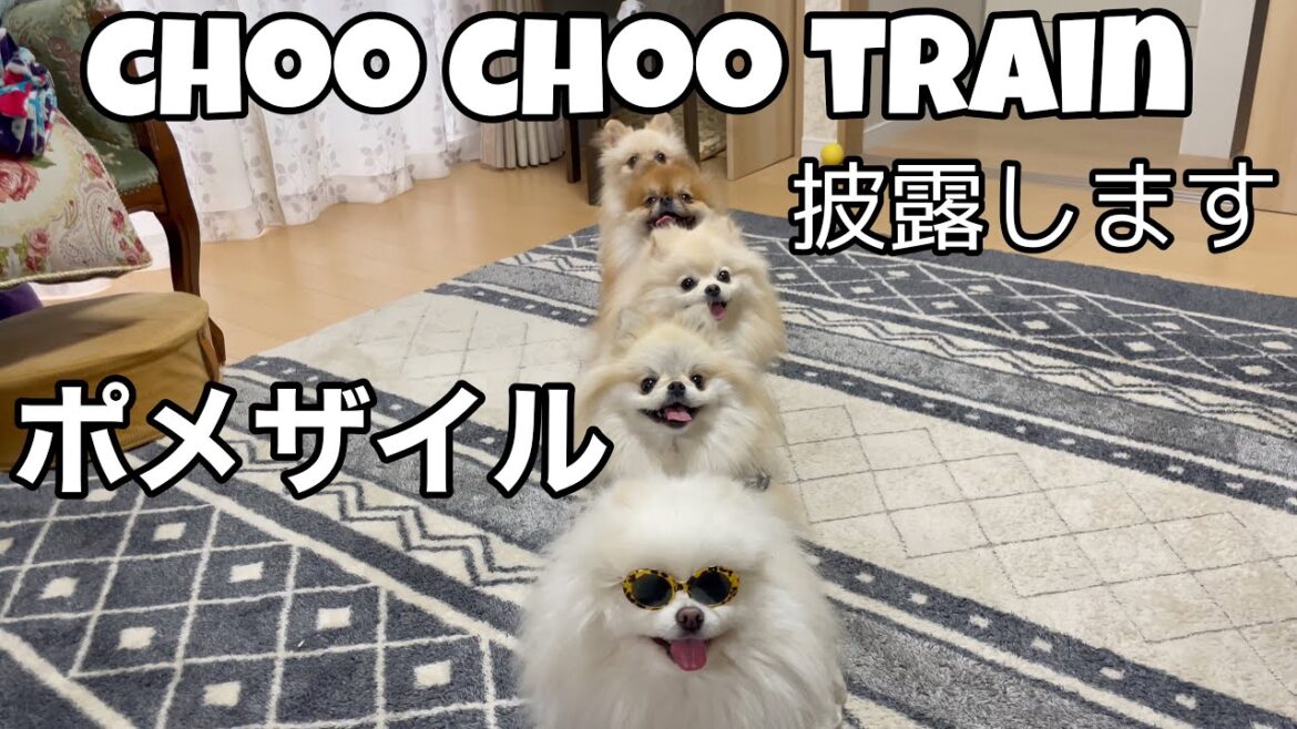 ポメラニアンがChoo Choo Trainを踊るとこうなります