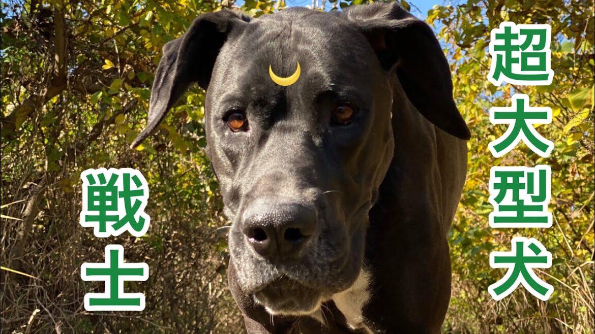 グレートデーン[Queen]🐕‍🦺 ニューファンドランド[BOSS]🐻 超大型犬 多頭飼育 渡辺ボス 犬好き 猫好き 動物き 集まれ