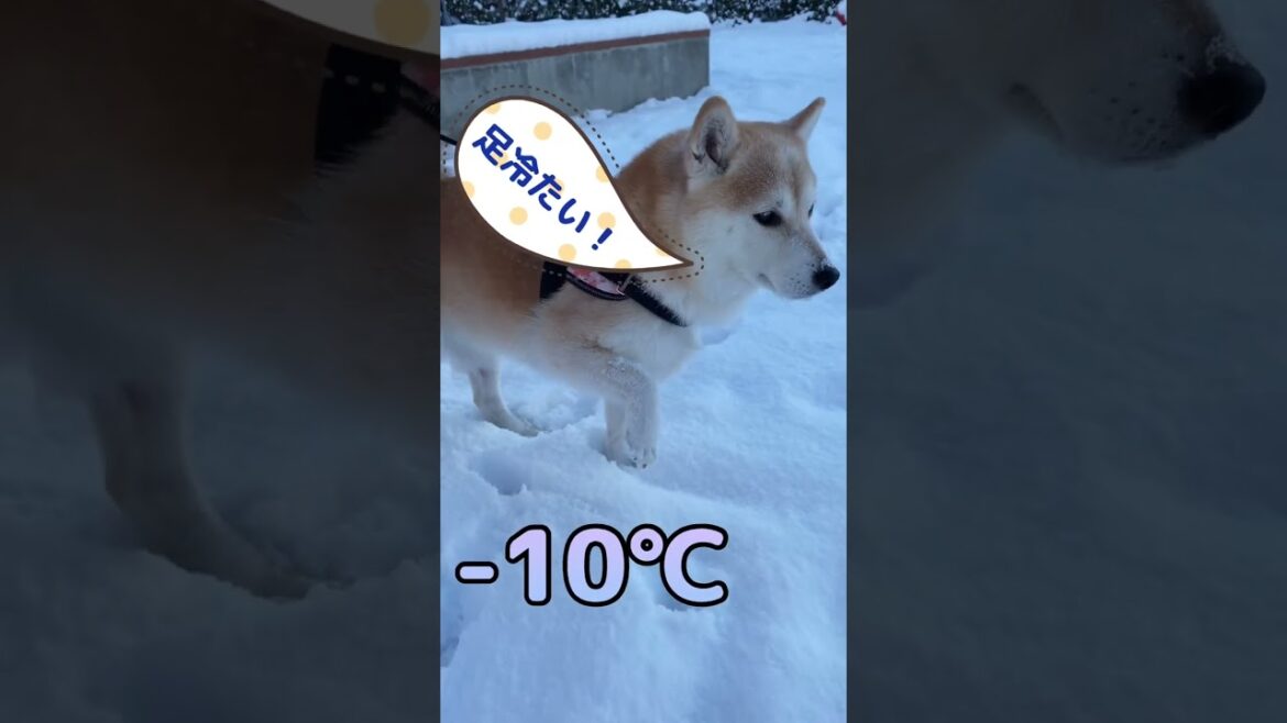 雪で寒い時には足がこうなります｜柴犬りぼん #shorts