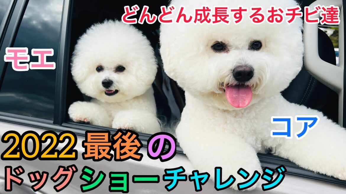 ビションフリーゼ姉弟のモエ・コア✨また成長しました😄