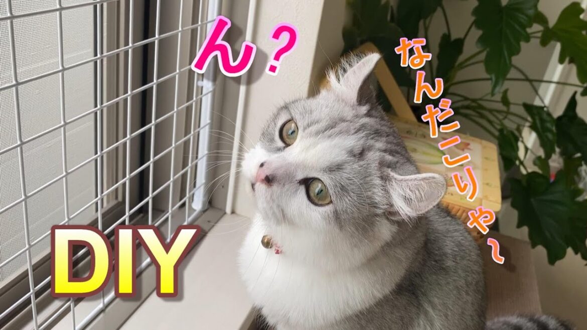 【DIY】落下防止バリアを作ってたらすごい邪魔してくる子猫【アメリカンカール】