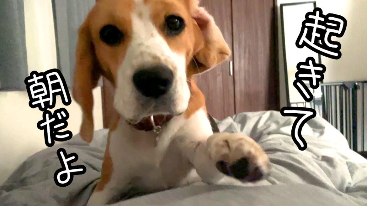 飼い主を起こすビーグル犬が可愛すぎる