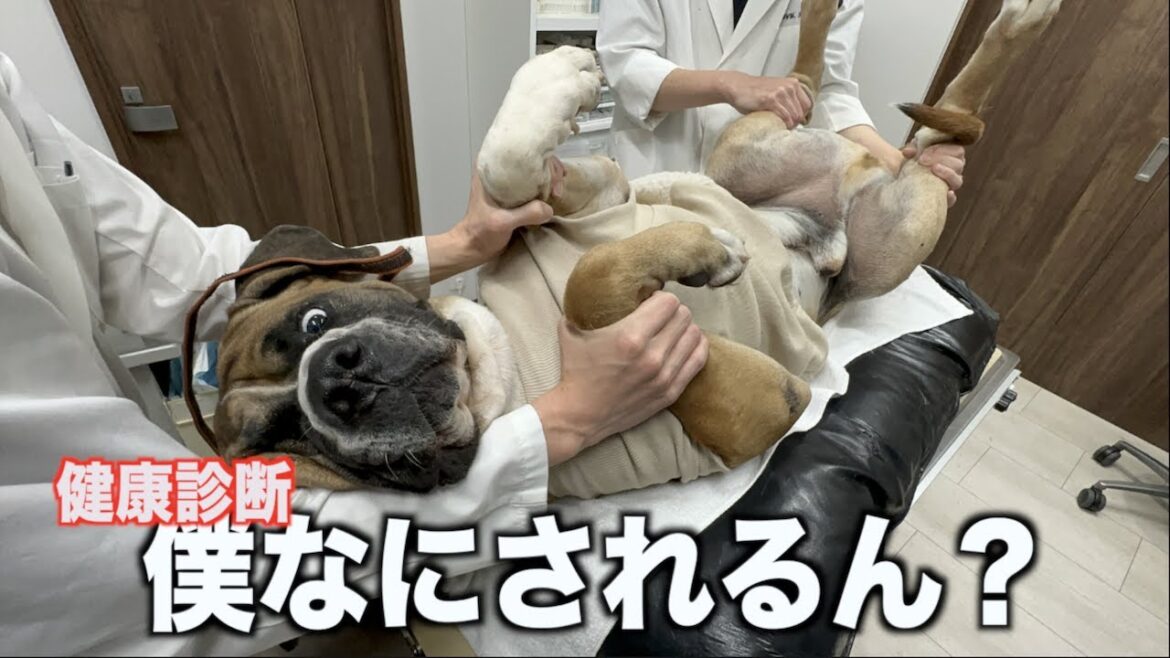 【秋の健康診断】ロイよ狙ってないのにおもろいよ！君は！