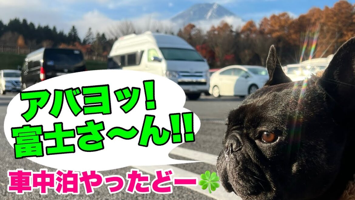 【フレブルLIVE】フレンチブルドッグと車中泊そして最後にまたまたやらかした親父www