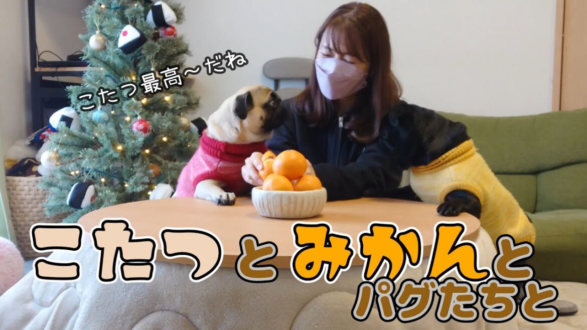 こたつを買ったらなんだか幸せ過ぎた( *´艸｀)【パグ多頭】