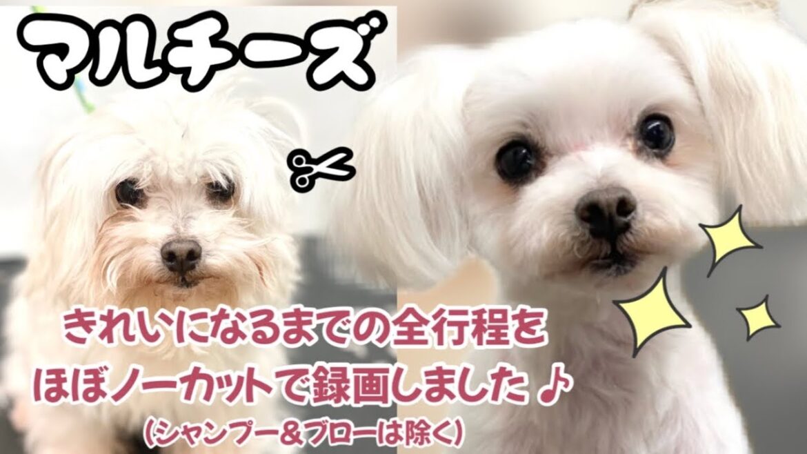 【マルチーズ】爪切りイヤ 毛玉あり 犬のトリミング ご質問にお答えします！セルフトリミングの参考にもどうぞ♪作業用BGMとしてもお楽しみくださいませ♪