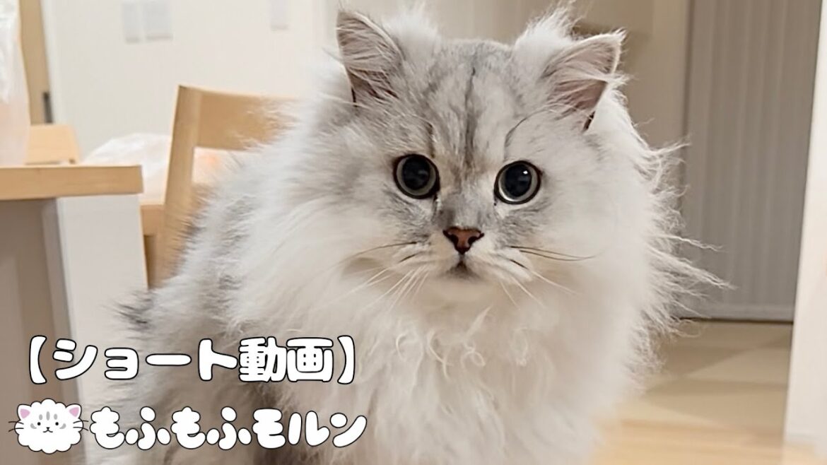 おんぶ？されて少し満足そうな猫 【サイベリアン】