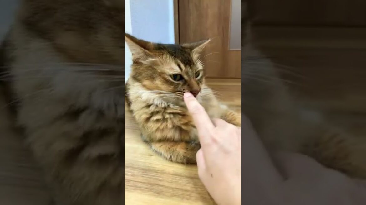 もふもふソマリ。#shorts もふもふソマリ。#shorts