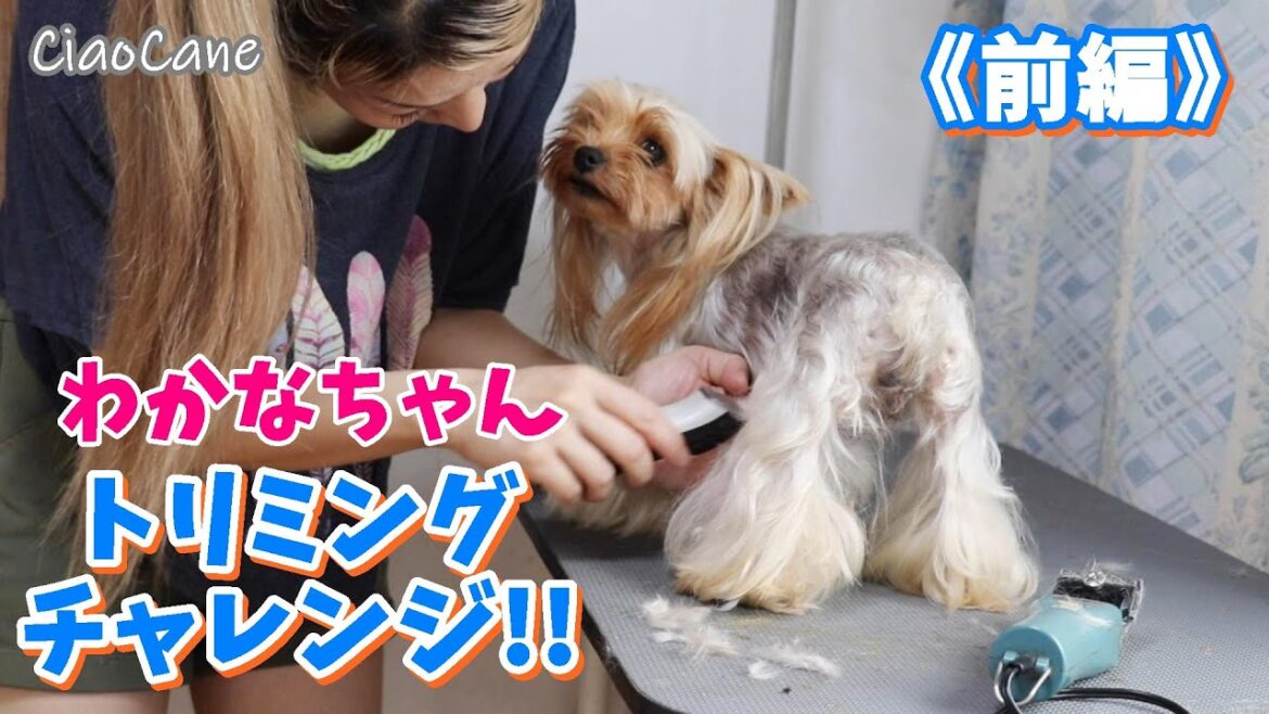 わかなちゃん初めてのトリミングに挑戦《前編》【ヨークシャーテリア専門犬舎チャオカーネ】