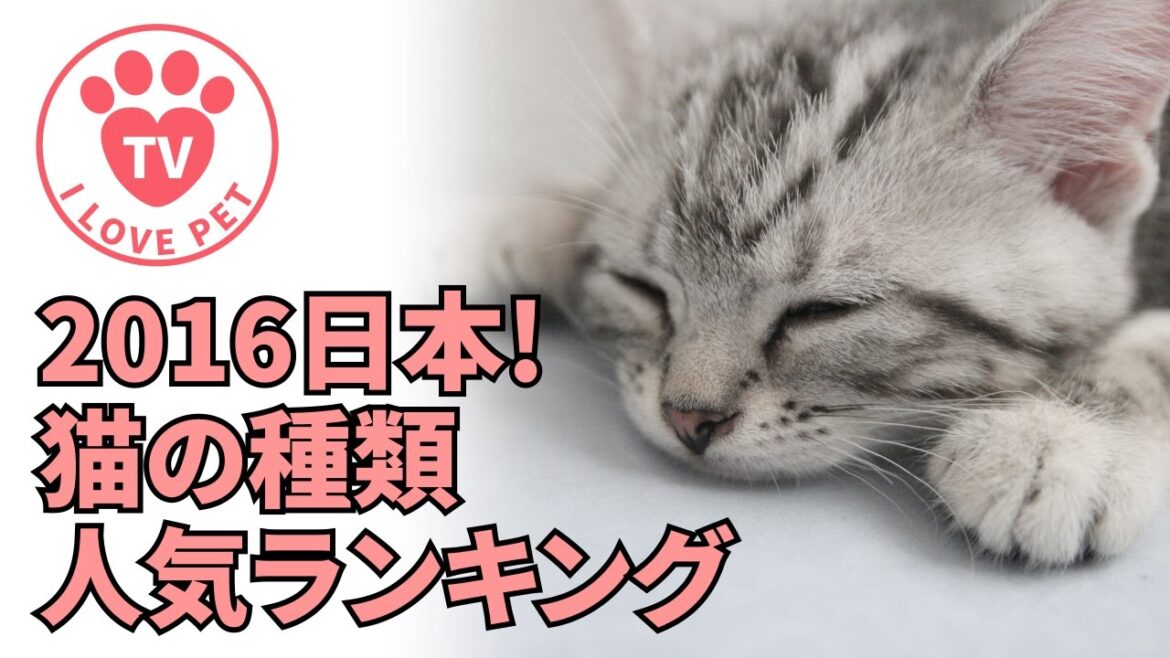 [ペット情報通#5]2016日本! 猫の種類 人気 ランキング - にゃん♡