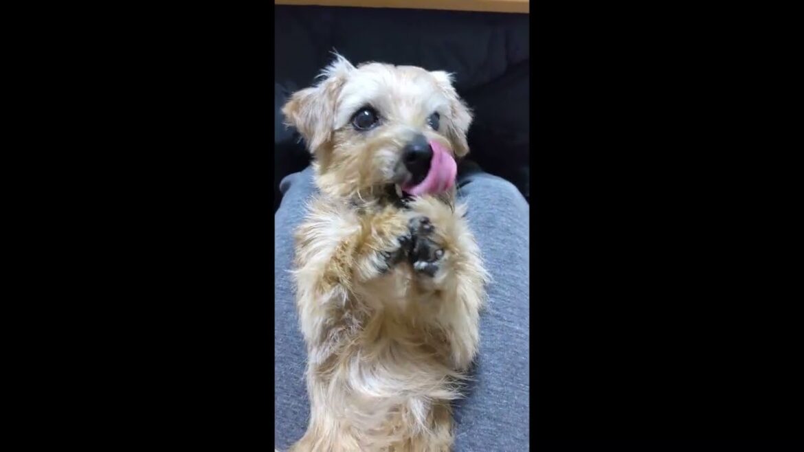 【ノーフォークテリア】ちゃい編