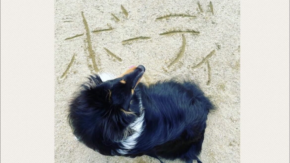 シェットランドシープドッグ・ボーディ Shetland Sheepdog Bodhi