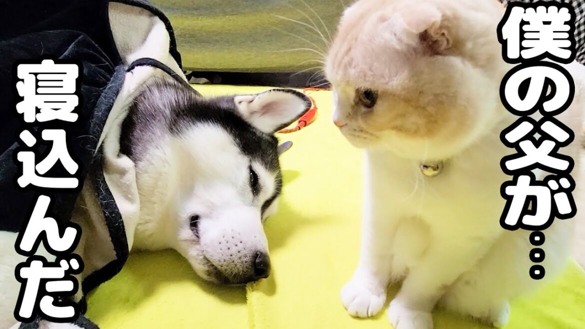 体調を崩したハスキー犬をつきっきりで看病してくれる子猫が優しすぎた